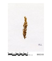 藏品(同葉苔屬)的圖片